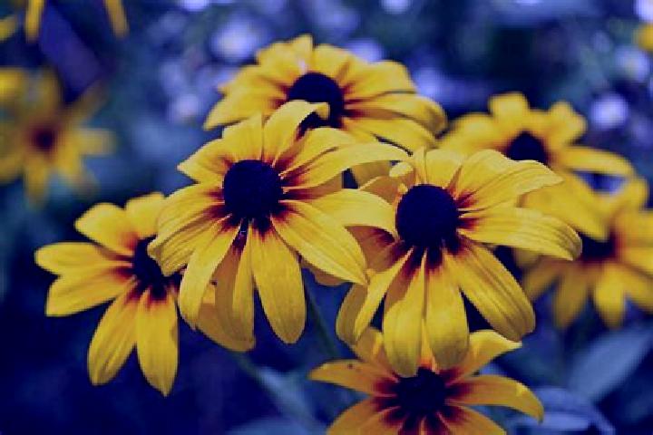 Sadie, 31, a black brown-eyed mediterranean companion based in Cannelli. Offering Party Girl, Overnight, BDSM. Available for incall and outcall, day and even...