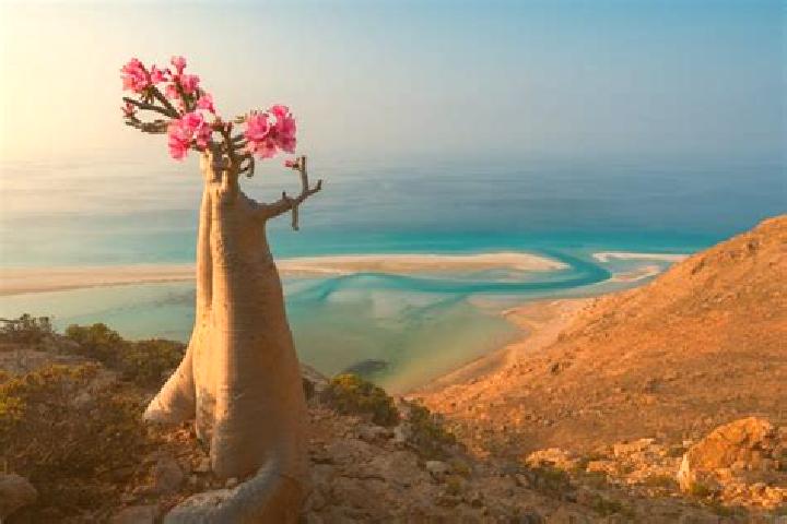 Sadie, 33 — Escort in Suq Shamar, Yemen