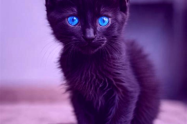 Sadie, 35, a black blue-eyed mediterranean companion based in Medha. Offering GFE, Overnight, Couples, Striptease. Available for incall and outcall, overnigh...