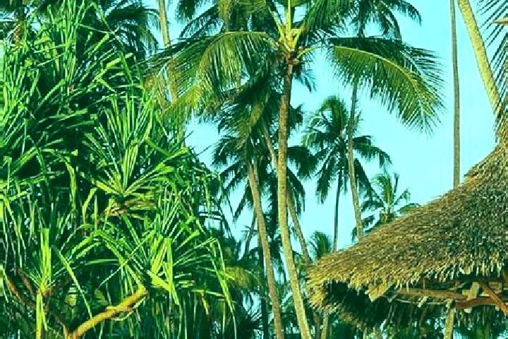 Sadie, 35 — Escort in Shelui, Tanzania