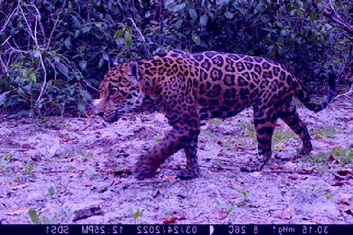 Sadie, 37 — Escort in Dzilam de Bravo, Mexico