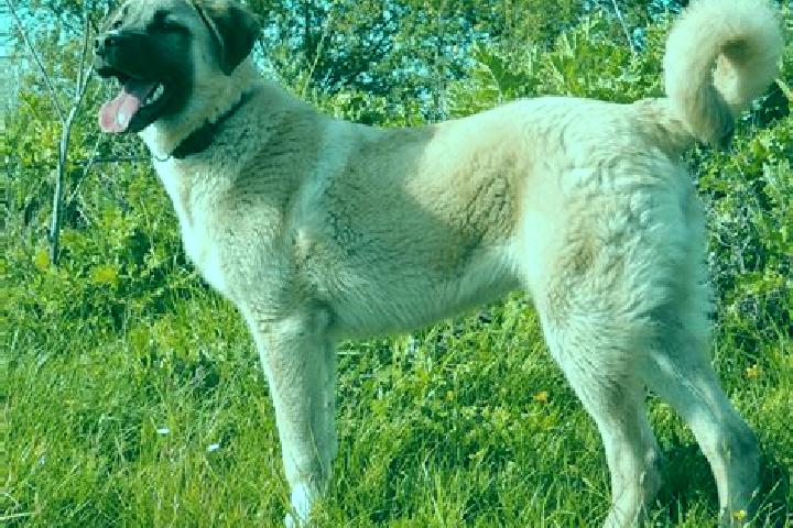 Sadie, 37 — Escort in Kangal, Turkey
