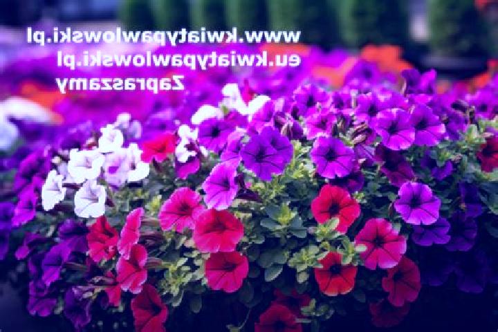 Sadie, 37 — Escort in Zawady, Poland