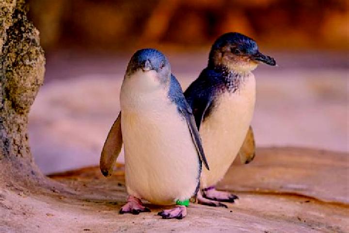 Sadie, 38 — Escort in Penguin, Australia