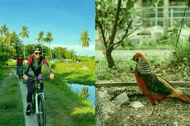 Sage, 25 — Escort in Balik Pulau, Malaysia