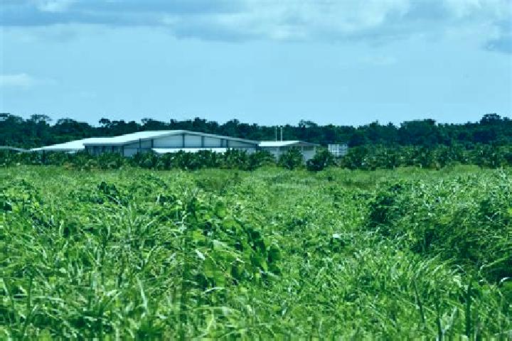 Sage, 26 — Escort in Guinea Grass, Belize