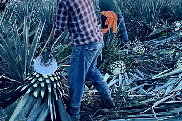 Sage, 27 — Escort in Chiquihuitillo, Mexico