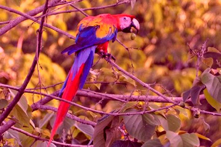 Sage, 29 — Escort in El Guacamayo, Colombia