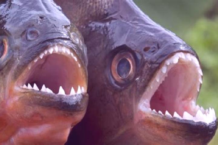 Sage, 32 — Escort in Piranhas, Brazil