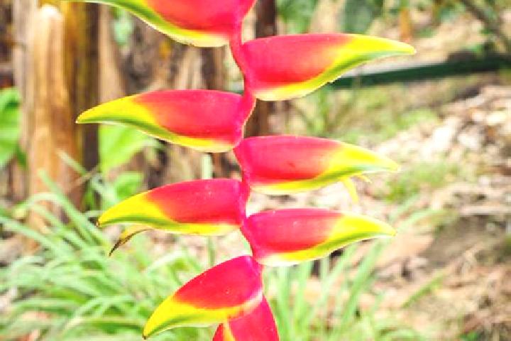 Scarlett, 21 — Escort in Heliconia, Colombia