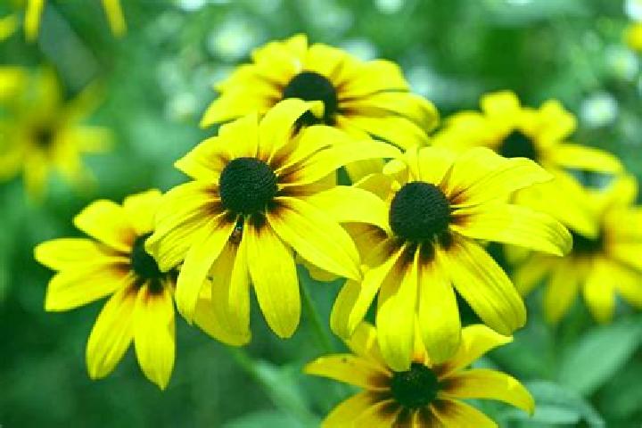 Scarlett, 22, a black grey-eyed european companion based in Kloten / Freienberg (Chanzler-Chlini Chaseren). Offering Duos, Erotic Massage, Overnight. Availab...