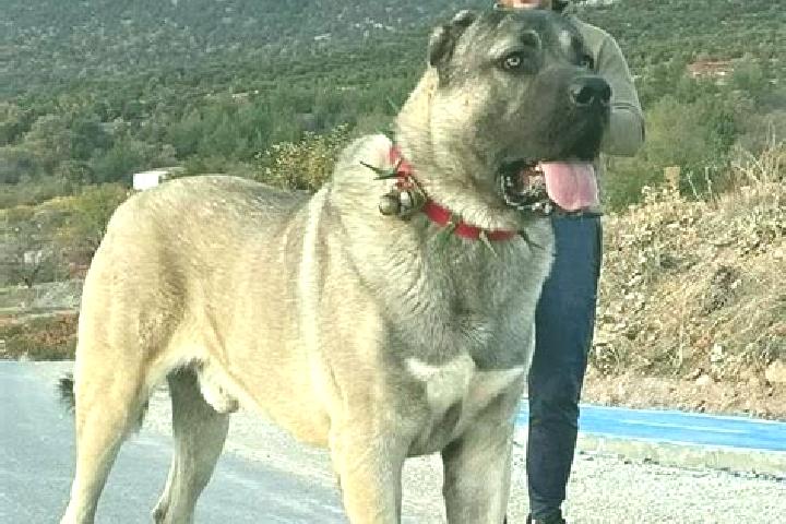Scarlett, 32 — Escort in Kangal, Turkey
