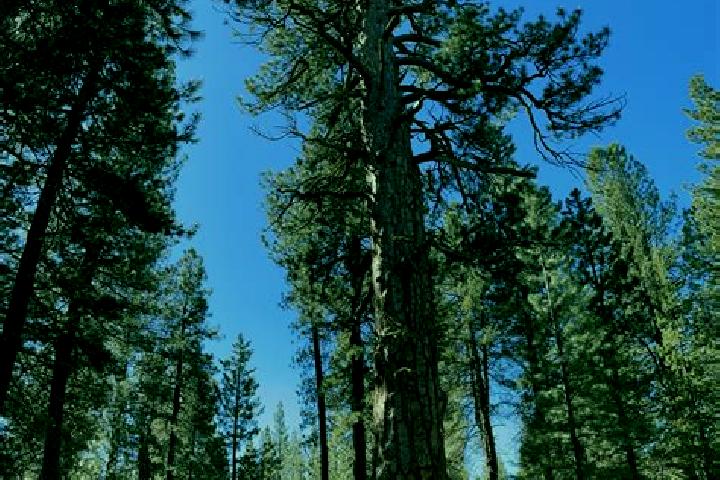Scarlett, 34 — Escort in Ponderosa Pine, United States