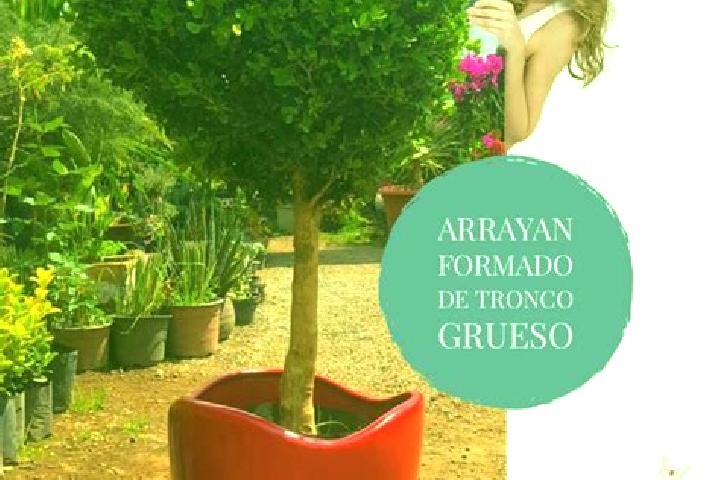 Sienna, 22 — Escort in El Arrayan, Mexico
