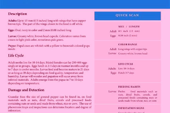 Sienna, 25 — Escort in Moth, India