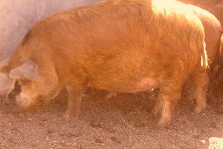 Sienna, 25 — Escort in Pata de Mula de los Cedros (Patemula), Mexico