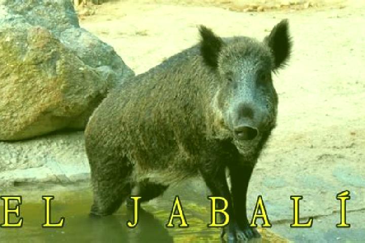 Sienna, 27 — Escort in El Jabali, Mexico