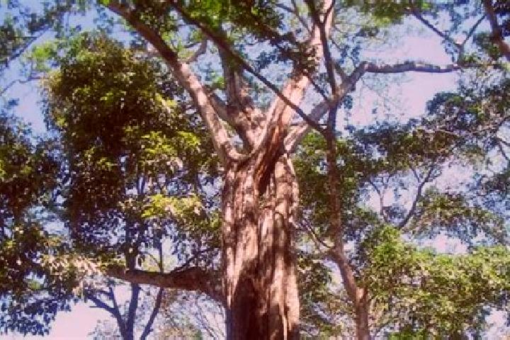 Sienna, 34 — Escort in El Balsamo, Honduras