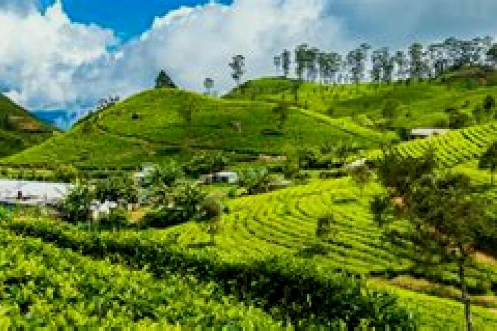 Sienna, 35 — Escort in Haputale, Sri Lanka