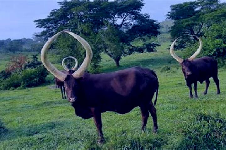 Sienna, 35 — Escort in Kyankwanzi, Uganda