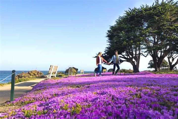 Sienna, 35 — Escort in Pacific Grove, United States