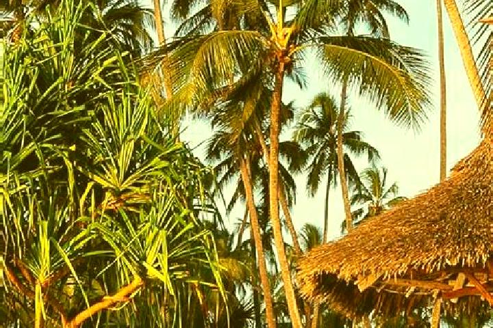 Sienna, 37 — Escort in Katerero, Tanzania