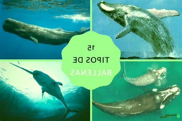 Sofia, 21 — Escort in Fraccionamiento la Ballena Segunda Etapa, Mexico