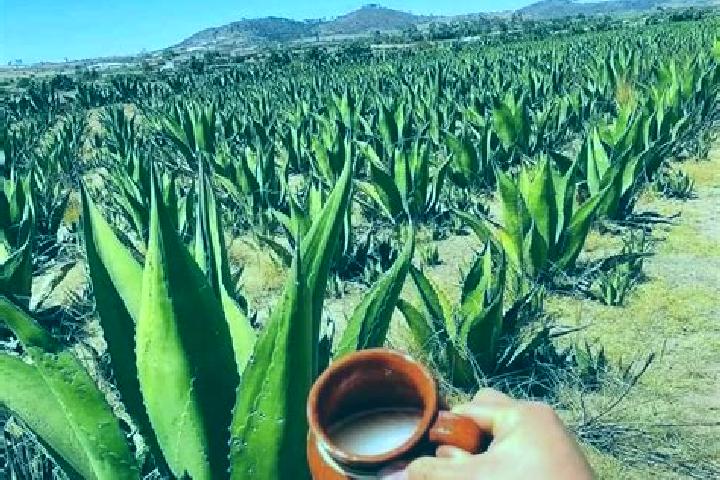 Sofia, 28 — Escort in San Lucas del Pulque, Mexico
