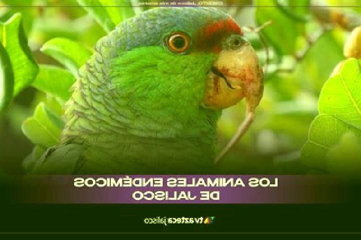 Sofia, 29 — Escort in San Juan Tecomatlan, Mexico