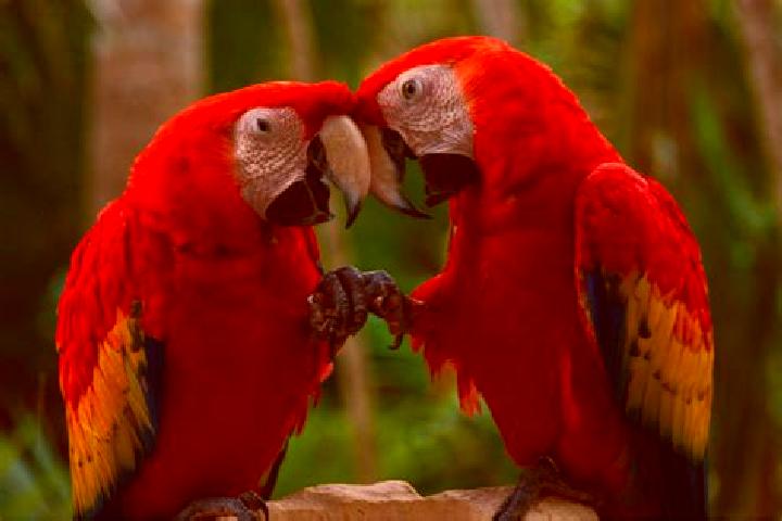 Sofia, 37 — Escort in Guacamayas, Colombia