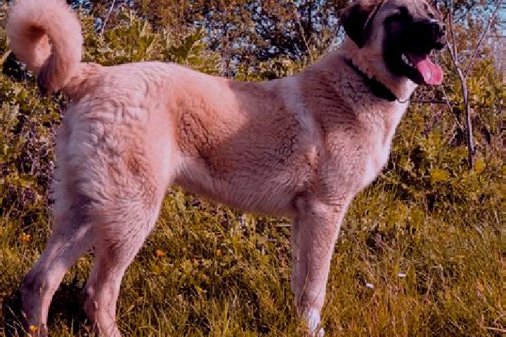 Sofia, 38 — Escort in Kangal, Turkey