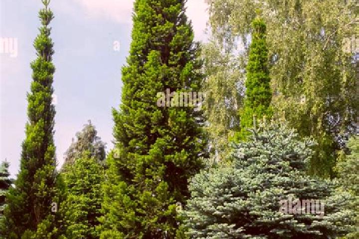Sofia, 38 — Escort in Silver Firs, United States