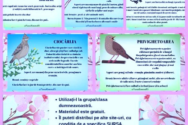 Sophia, 21 — Escort in Ciocarlia, Romania