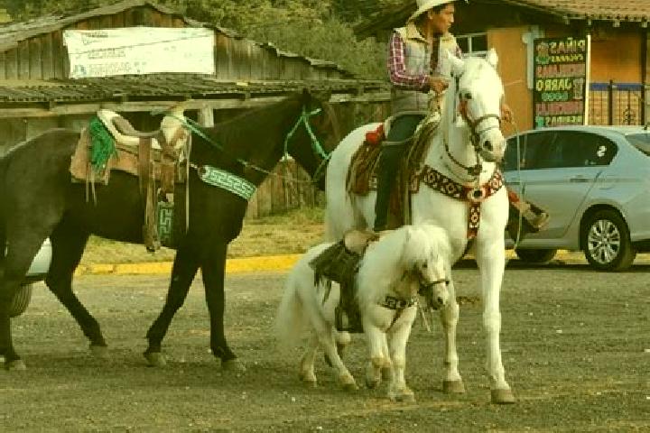Sophia, 24 — Escort in La Marquesa, Mexico