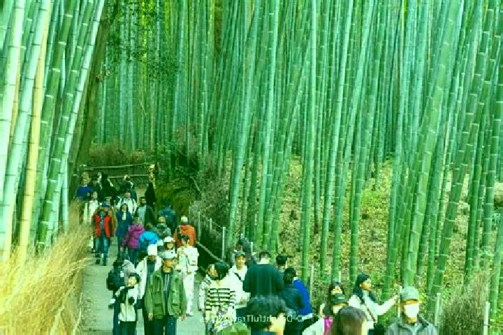 Sophia, 25 — Escort in Arashiyama, Japan