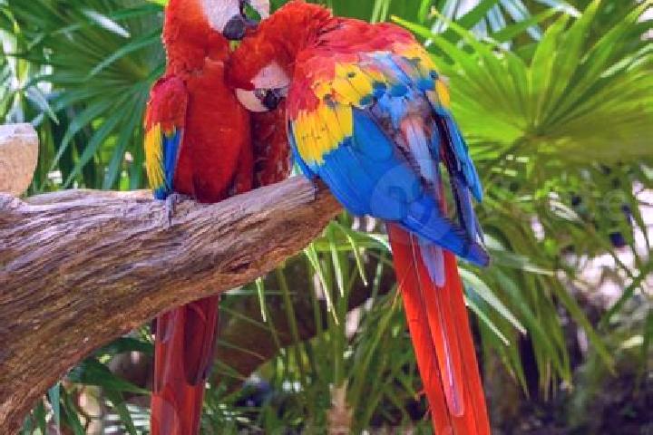 Sophia, 27 — Escort in Las Guacamayas, Mexico