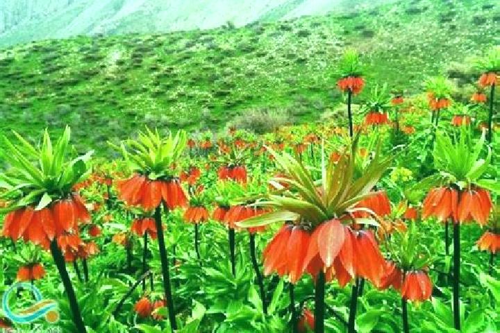 Sophia, 32 — Escort in Khansar, Iran