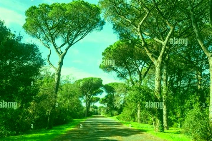 Sophia, 38 — Escort in Castel Fusano, Italy