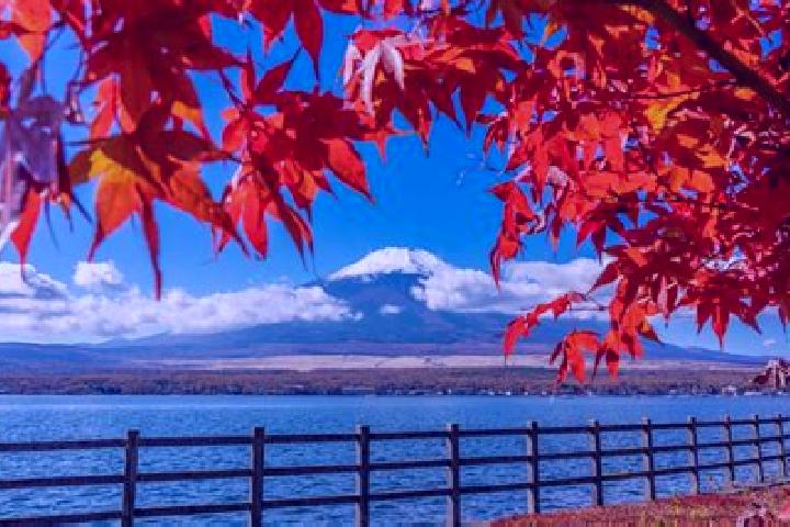 Sophia, 38 — Escort in Okegawa, Japan