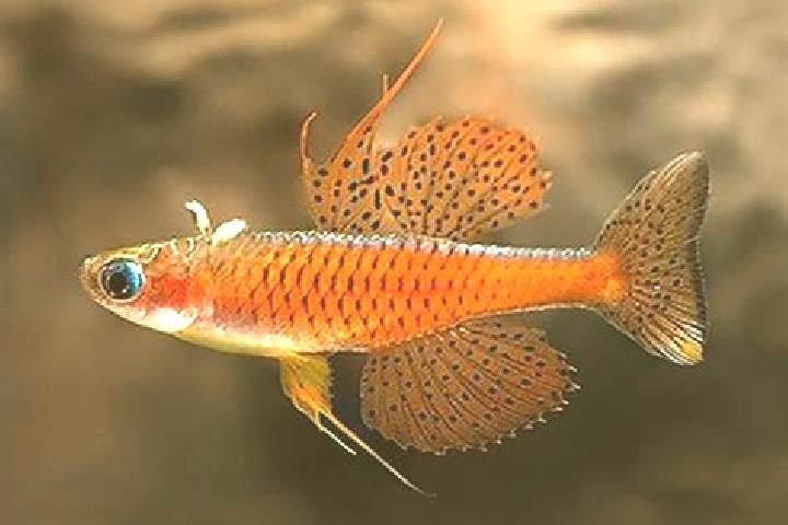 Stella, 20, a red blue-eyed slavic companion based in Ngohinou. Offering Overnight, A-Level, GFE. Available for incall and outcall, day and evening dates.