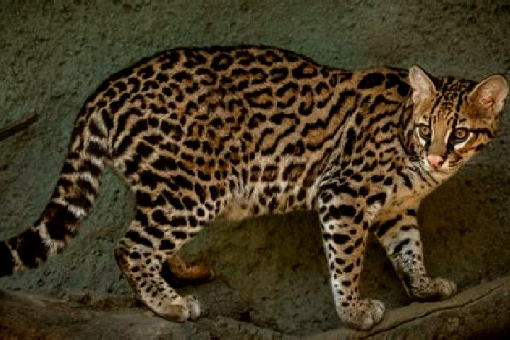 Stella, 22 — Escort in Ocelota, Mexico