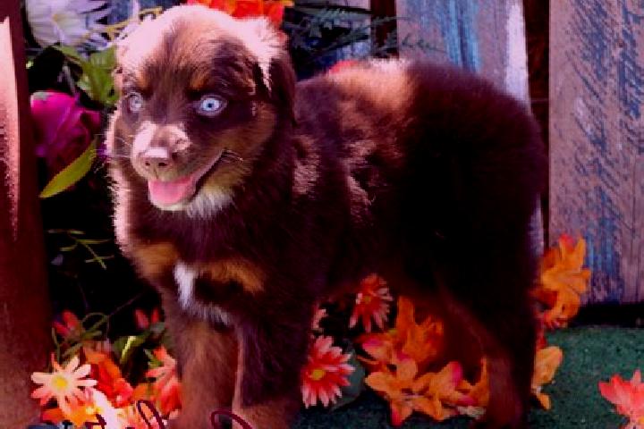 Stella, 25, a red blue-eyed mixed companion based in Dudhi. Offering Fetish, Overnight, CIM, Domination, Party Girl. Available for incall and outcall, day an...