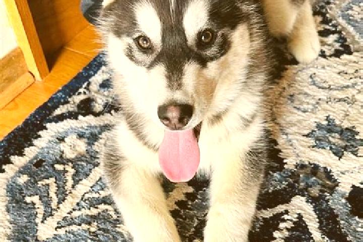 Stella, 31, a black brown-eyed mixed companion based in Schwallungen. Offering Travel Companion, OWO, Overnight. Available for incall and outcall, overnight ...