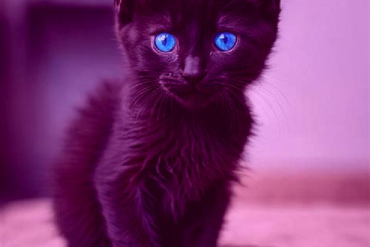 Stella, 33, a black blue-eyed mediterranean companion based in North Berwick. Offering Dinner Date, Domination, GFE. Available for incall and outcall, overni...
