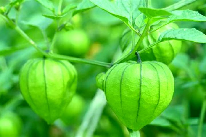 Stella, 36 — Escort in Tomatillo, Mexico
