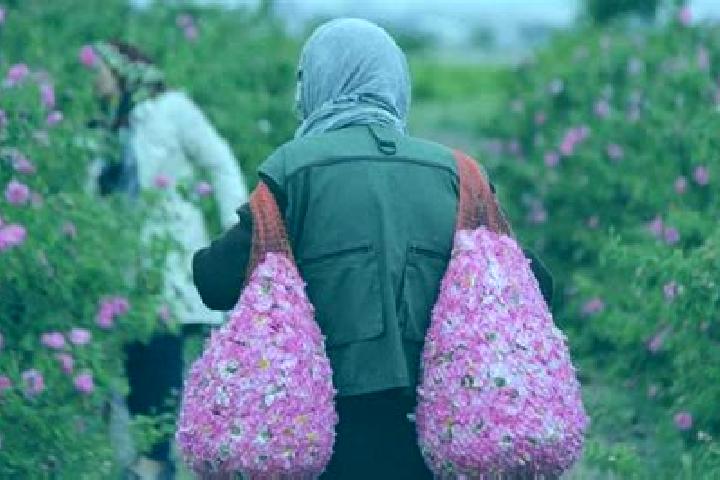Stella, 37 — Escort in Qamsar, Iran