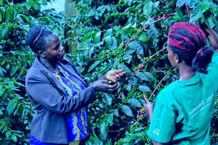 Stella, 37 — Escort in Sironko, Uganda