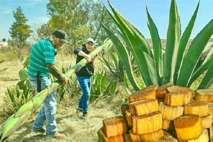 Victoria, 20 — Escort in El Maguey, Mexico
