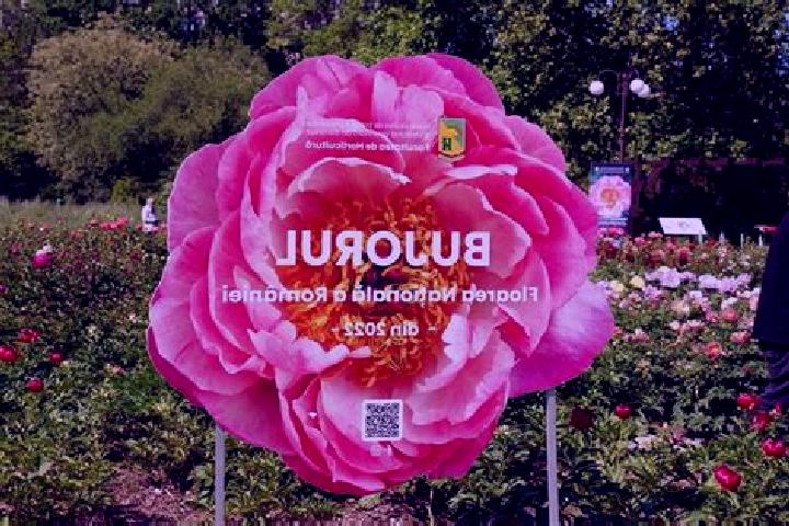 Victoria, 23 — Escort in Targu Bujor, Romania
