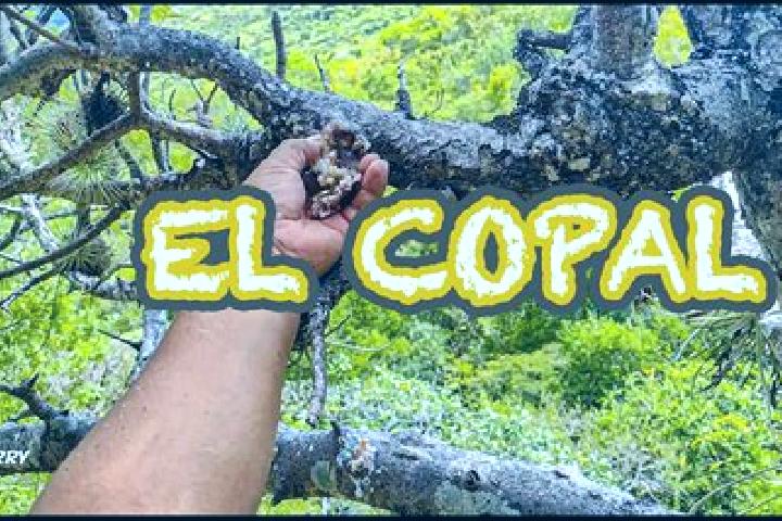 Victoria, 26 — Escort in El Copal, Mexico